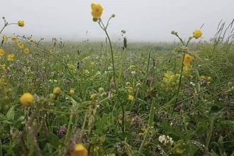 Roydon's Corner Nature Reserve