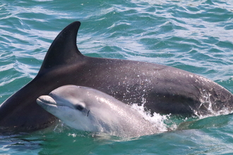 Bottlenose Dolphin and calf 2