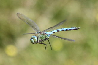 Emperor Dragonfly flying