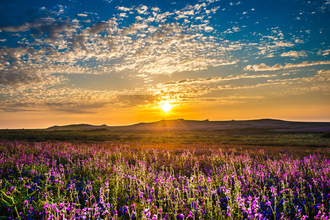 Sunset over field of Sea campion on Skomer Island.