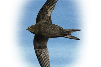 Drawing of swift flying in a blue sky