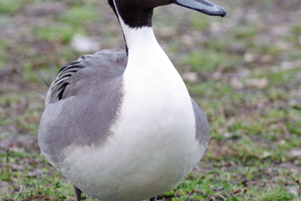 Pintail 