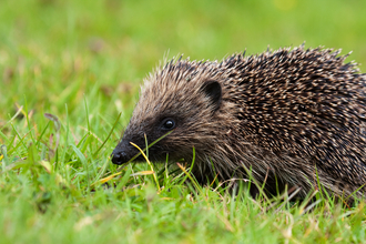 Hedgehog in short cut grass