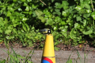 Great tit on a yellow cone 