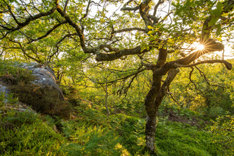 The sun shining through the trees of a temporate rainforest, with ferns and moss rocks covering the forest floor