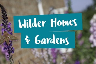 Wilder Homes and Gardens. Elephant hawkmoth on flower in urban wildlife garden.