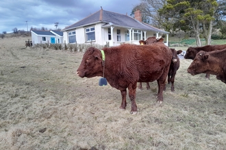 A heard of Devon red cows with GPS collars at Allt Rhongyr. There is a white house behind the grassland.