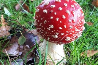 Fly Agaric toadstool in grass
