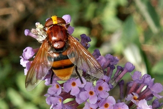 Hornet mimic hoverfly perched on purple flowers