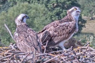 osprey pair on nest on Usk Valley