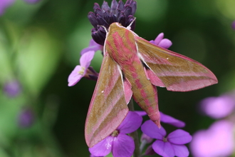 Elephant Hawk Moth