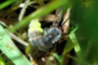 Glow worm in the grass