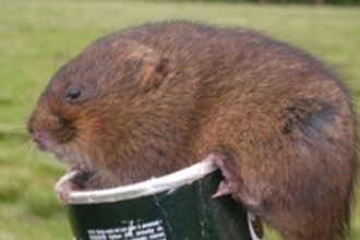 Water Vole