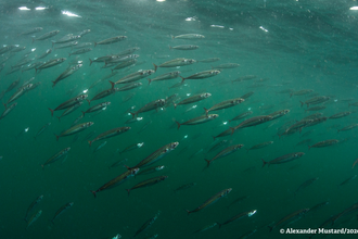 Shoal Mackerel