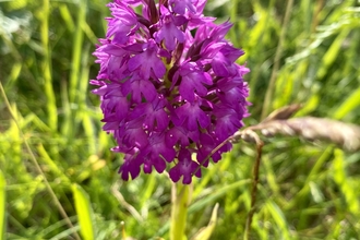 Pyramidal orchid