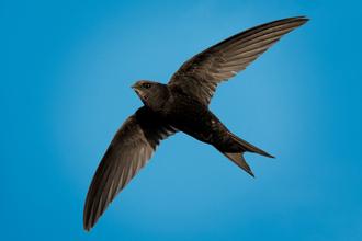 Swift against blue sky