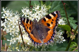 Small Tortoiseshell butterfly on white flowers