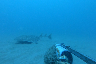An underwater photo of an Angelshark swimming over the seabed.