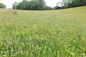 A meadow of yellow and white flowers with tress in the background.