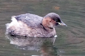 Brown dabchick on water