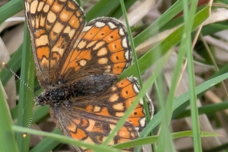 A photograph of an orange butterfly with a checkerboard pattern of orange, white and brown