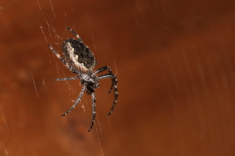 Walnut Orb Weaver - a large brown spider on a web. 