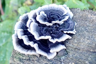 Blue-striped bracket fungus