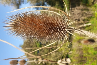 teasel seedhead