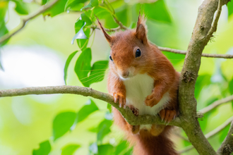 A red squirrel sat on a branch. 