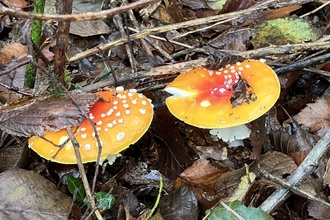 Two specimens of orange/red capped fly agaric fungi growing in leaf litter