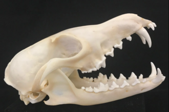 Fox skull