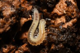 A small white millipede.