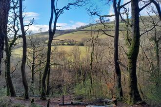 Looking out over a valley through beech woodland