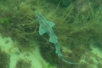 A piebald leucistic smallspotted catshark swimming in the sea