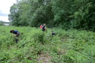 Four volunteers removing invasive Himalayan Balsam from a reserve