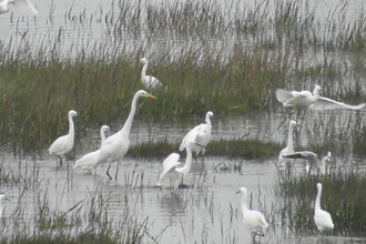 Egrets Loughor