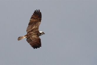 Osprey flying against grey sky