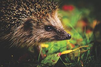 hedgehog in grass