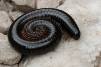 millipede curled up on a rock