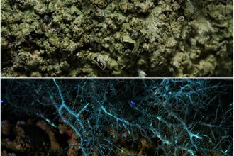 Green fruiticose lichen which then appears blue under the UV light
