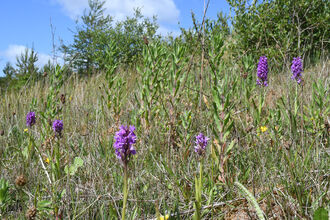 Early Marsh Orchids on a Darren Fawr tip, Blaengarw