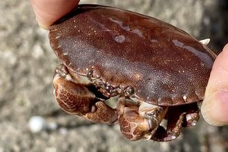 A young edible crab being held with claws neatly tucked in