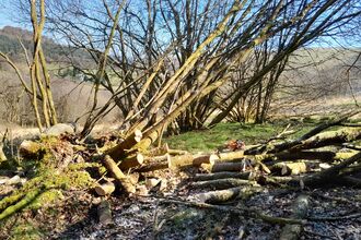 A fallen tree that has been cut up using a chainsaw