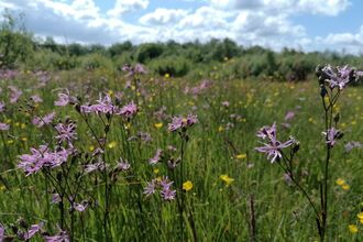 A field of wildflowers
