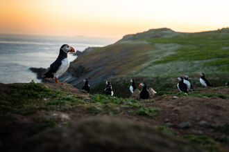 Puffins on Skomer at sunset. 