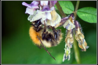 Common carder bee on flower