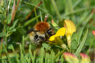 Brown-banded Carder Bee
