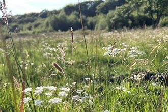grassland with wild caraway