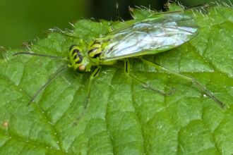 Close up photo of a green insect on a leaf