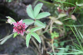 Image of Marsh Cinquefoil